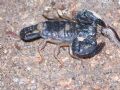 Euscorpius sp.